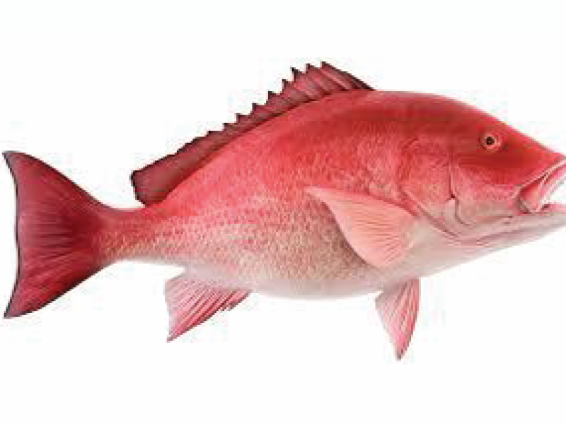 Dwarf Ourami