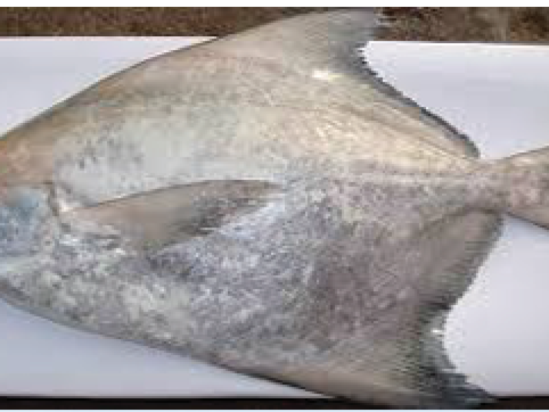 Chinese Pomfret