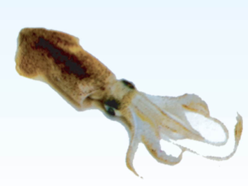 Squid