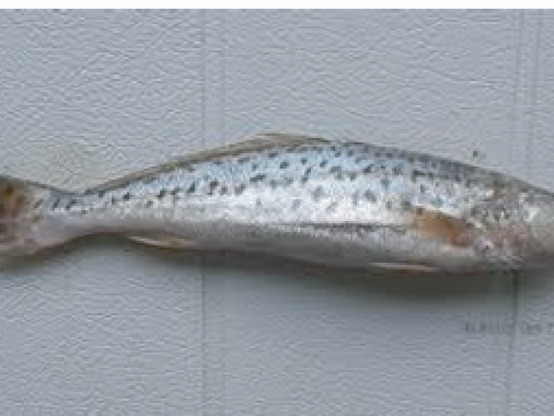 Spotted Jewfish (FROOT POWA)