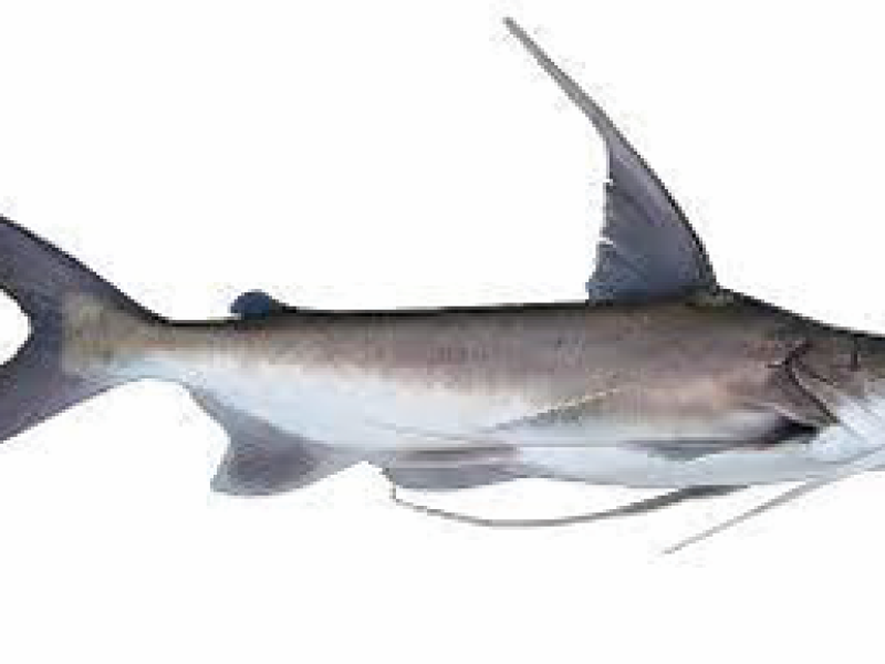 RITA CATTA Catfish