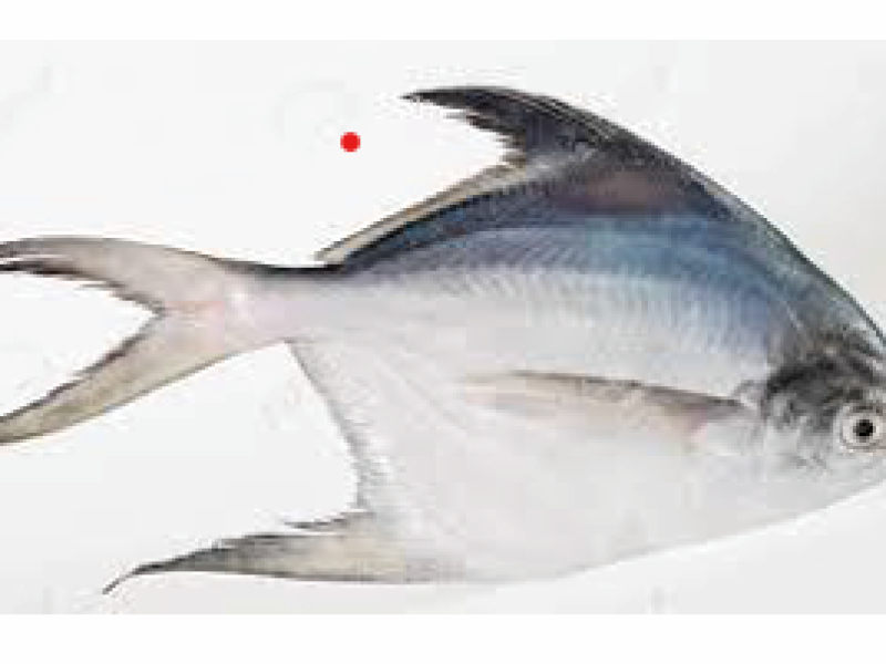 Silver Pomfret